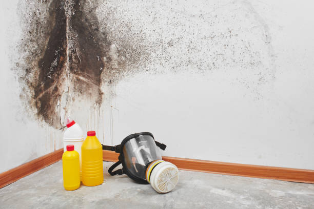 Best Attic Mold Removal  in Highland Village, TX
