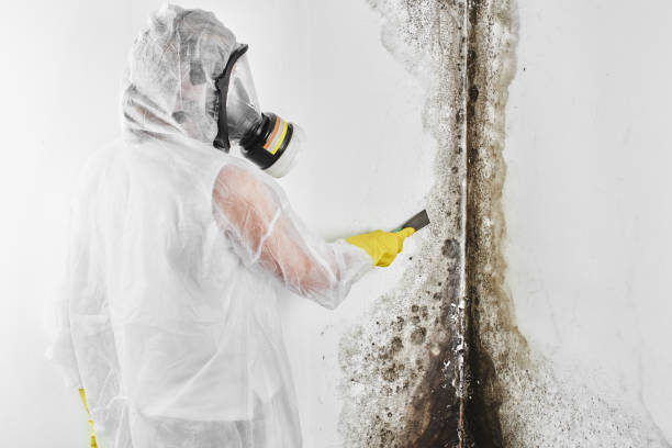 Mold Removal Process in Highland Village, TX