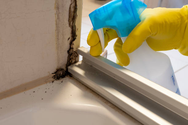 Best Commercial Mold Removal  in Highland Village, TX