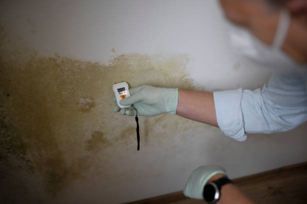 Certified Mold Removal in Highland Village, TX