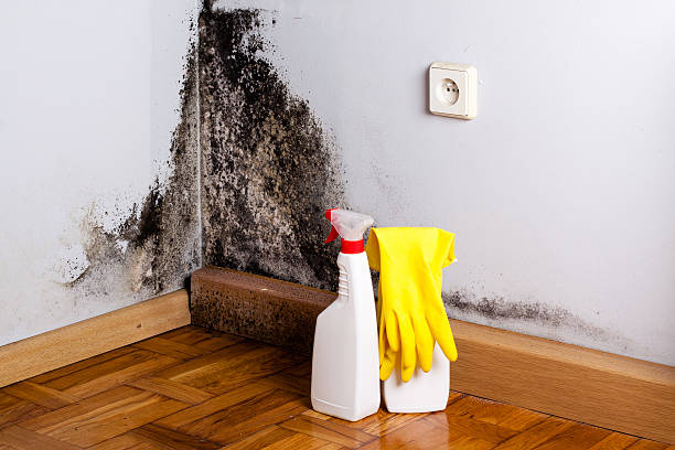 Best Home Mold Removal  in Highland Village, TX